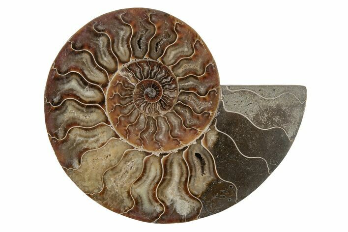 Cut & Polished Ammonite Fossil (Half) - Madagascar #212910